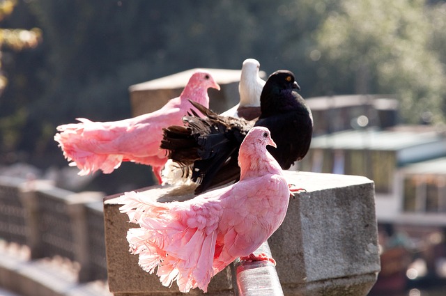 波尔津吉斯 波尔津吉斯